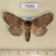 73256p Notodontiidae Peridea jankowskii f Primorye $8