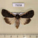 73258p Noctuidae Xestia stupenda Primorye $10