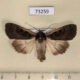 73259p Noctuidae Xestia stupenda Primorye $10