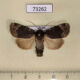 73262p Noctuidae Amphipyra jankowskii Primorye $7