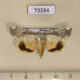 73264p Noctuidae Xanthocosmia jankowskii f Primorye $6