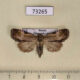 73265p Noctuidae Antha grata f Primorye $6