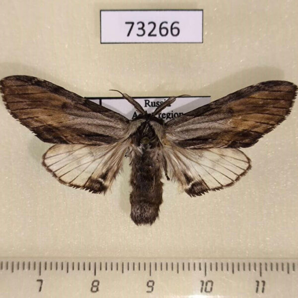 Notodontiidae Harpyia umbrosa Amur reg.