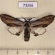 73266p Notodontiidae Harpyia umbrosa Amur reg. $10