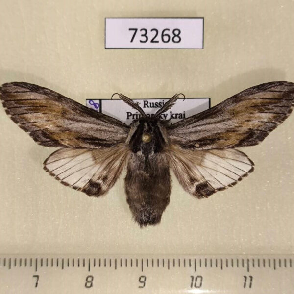 Notodontiidae Harpyia umbrosa Primorye