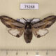 73268p Notodontiidae Harpyia umbrosa Primorye $10