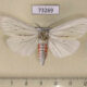 73269p Arctiidae Chionarctia nivea Primorye $6