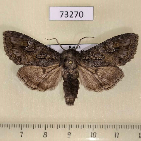 Noctuidae Polia tiefi Tyva rep.