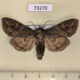 73270p Noctuidae Polia tiefi Tyva rep. $8