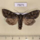73271p Noctuidae Polia tiefi Tyva rep. $8
