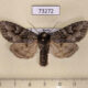 73272p Noctuidae Polia tiefi Tyva rep. $8