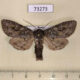 73273p Noctuidae Polia tiefi Tyva rep. $8