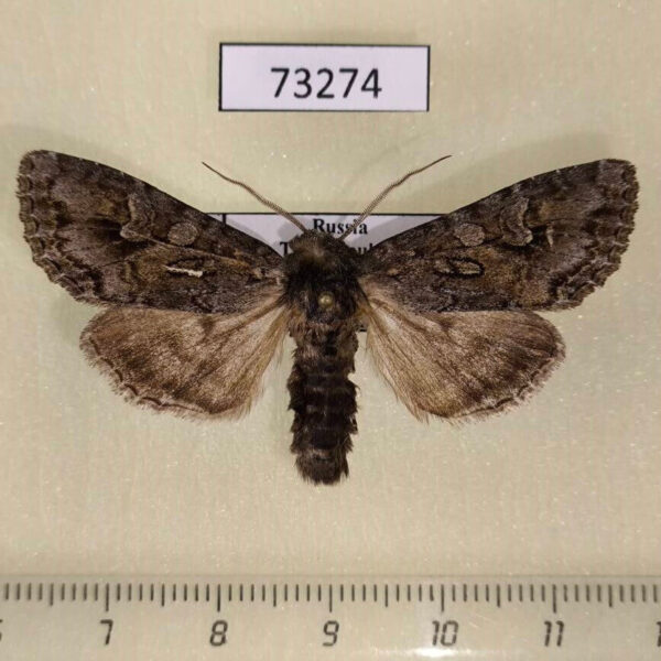 Noctuidae Polia tiefi Tyva rep.