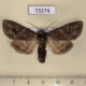73274p Noctuidae Polia tiefi Tyva rep. $8