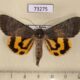 73275p Noctuidae Catocala agitatrix Primorye $9