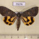 73276p Noctuidae Catocala agitatrix Primorye $9
