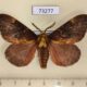 73277p Lycaenidae Amurilla subpurpurea Primorye $6