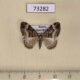 73282p Geometridae Xanthorhoe biriviata Prymorye $6