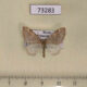73283p Geometridae Idiotephria evanescens Primorye $7