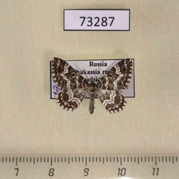 Geometridae Epirrhoe pupillata Khakassia rep.
