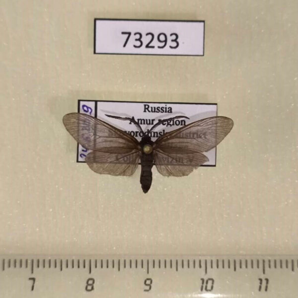Zygaenidae Pseudoilliberis sp. kuprijanovi Amur reg.