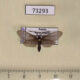 73293p Zygaenidae Pseudoilliberis sp. kuprijanovi Amur reg. $5