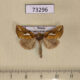 73296p Noctuidae Plusia putnami Krasnoyarsk reg. $9