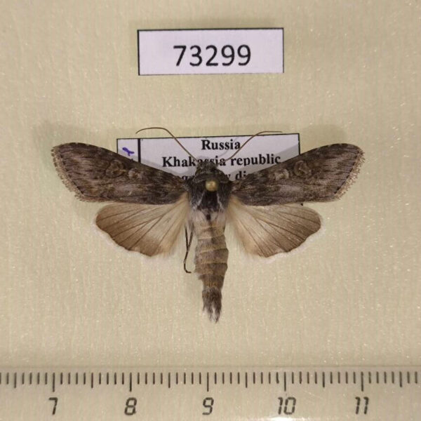 Noctuidae Cucullia scopariae Khakassia rep.