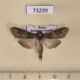 73299p Noctuidae Cucullia scopariae Khakassia rep. $12
