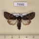 73302p Noctuidae Mniotype kobyakovi Khakassia rep. $9