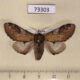 73303p Notodontiidae Notodonta ziczac Khakassia rep. $7