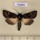 73304p Noctuidae Nyssocnemis eversmanni Primorye $7