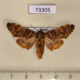 73305p Notodontiidae Hagapterix mirabilior Evreiskaya AO $7