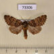 73306p Notodontiidae Hagapterix admirabilis Primorye $8
