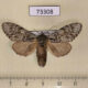 73308p Notodontiidae Suzukiana cinerea Primorye $6