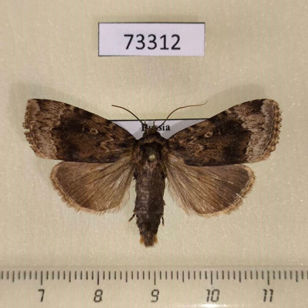 Noctuidae Amphipyra erebina Primorye