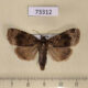 73312p Noctuidae Amphipyra erebina Primorye $6
