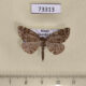 73313p Geometridae Scionomia parasinuosa Primorye $5