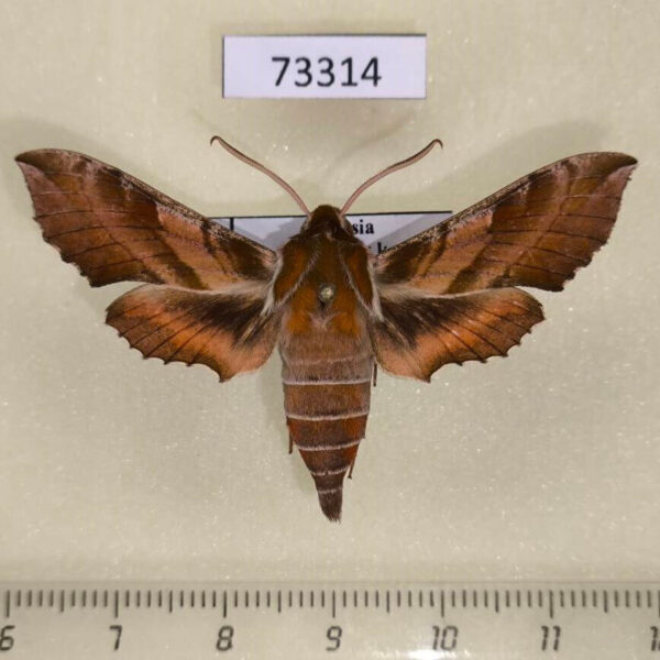 Sphingidae Deilephila askoldensis Primorye