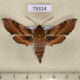 73314p Sphingidae Deilephila askoldensis Primorye $8