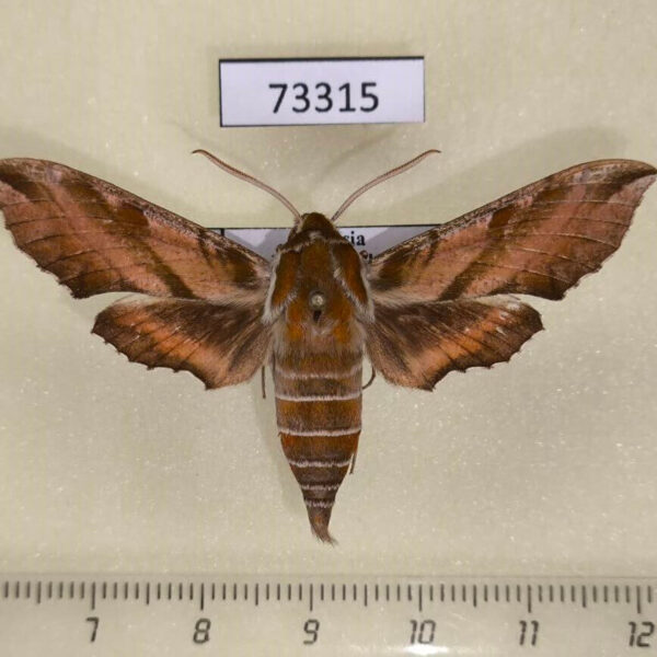 Sphingidae Deilephila askoldensis Primorye