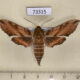 73315p Sphingidae Deilephila askoldensis Primorye $8