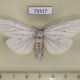 73317p Arctiidae Chionarctia nivea Primorye $7