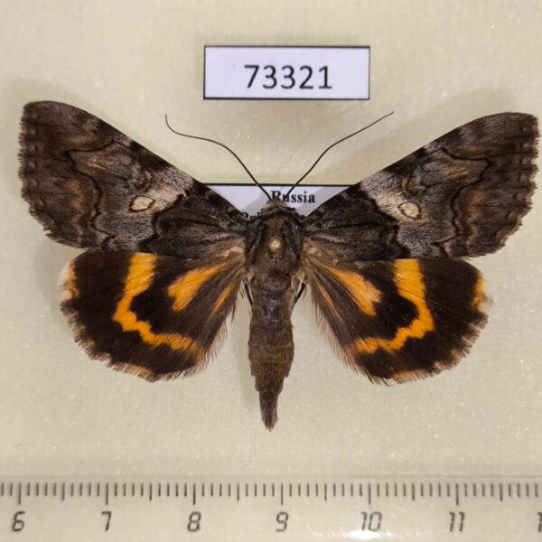 Noctuidae Catocala deuteronympha Primorye