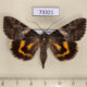 73321p Noctuidae Catocala deuteronympha Primorye $7