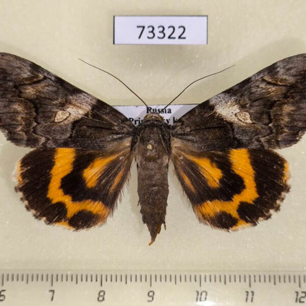 Noctuidae Catocala deuteronympha f Primorye