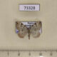 73328p Geometridae Colostygia pectinataria Khakassia rep. $4