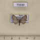 73330p Geometridae Eupithecia abietaria Khakassia rep. $4
