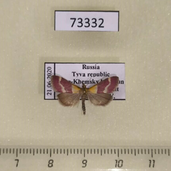 Crambidae Pyrausta tithonialis Tyva rep.