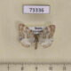 73336p Geometridae Xanthorhoe deflorata Tyva rep. $10